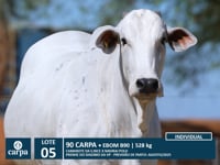 Lote 05