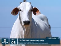 Lote 06