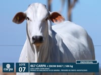 Lote 07
