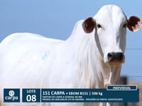 Lote 08