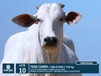 Lote 10