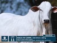 Lote 11