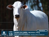 Lote 13