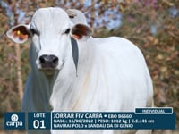 Lote 01