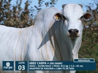 Lote 03