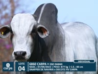 Lote 04