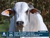 Lote 05