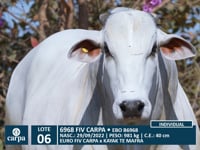 Lote 06