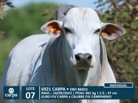 Lote 07
