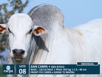 Lote 08
