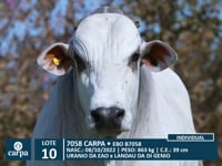 Lote 10