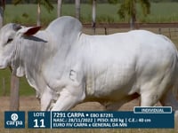 Lote 11