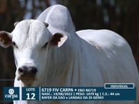Lote 12