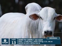 Lote 13