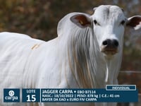 Lote 15