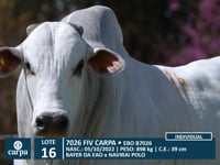 Lote 16