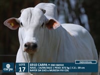 Lote 17