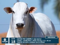 Lote 18