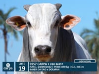 Lote 19