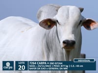 Lote 20
