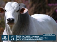 Lote 21