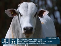 Lote 22