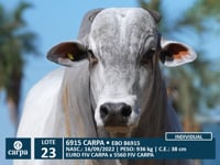 Lote 23