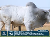 Lote 24