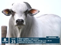 Lote 25
