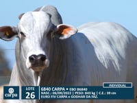 Lote 26