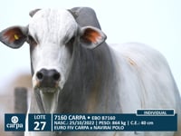 Lote 27