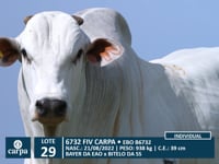 Lote 29