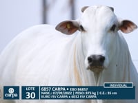 Lote 30