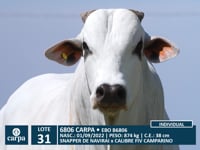 Lote 31