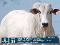Lote 33