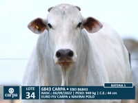 Lote 34