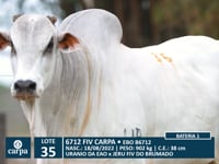 Lote 35