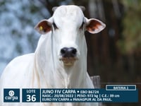 Lote 36