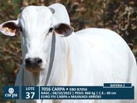 Lote 37