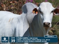 Lote 39