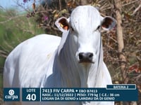 Lote 40
