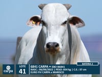 Lote 41
