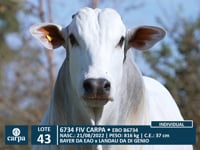 Lote 43