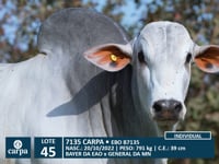 Lote 45