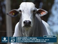 Lote 47