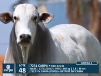 Lote 48