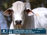 Lote 49