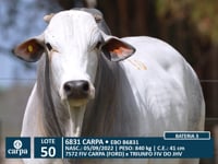 Lote 50