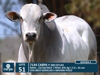 Lote 51