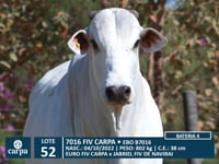 Lote 52